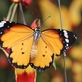 V botanické zahradě začíná výstava Motýli, kouzlo proměny